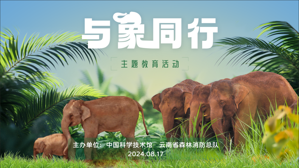 英国电影与猪的奇妙之旅英国电影日记