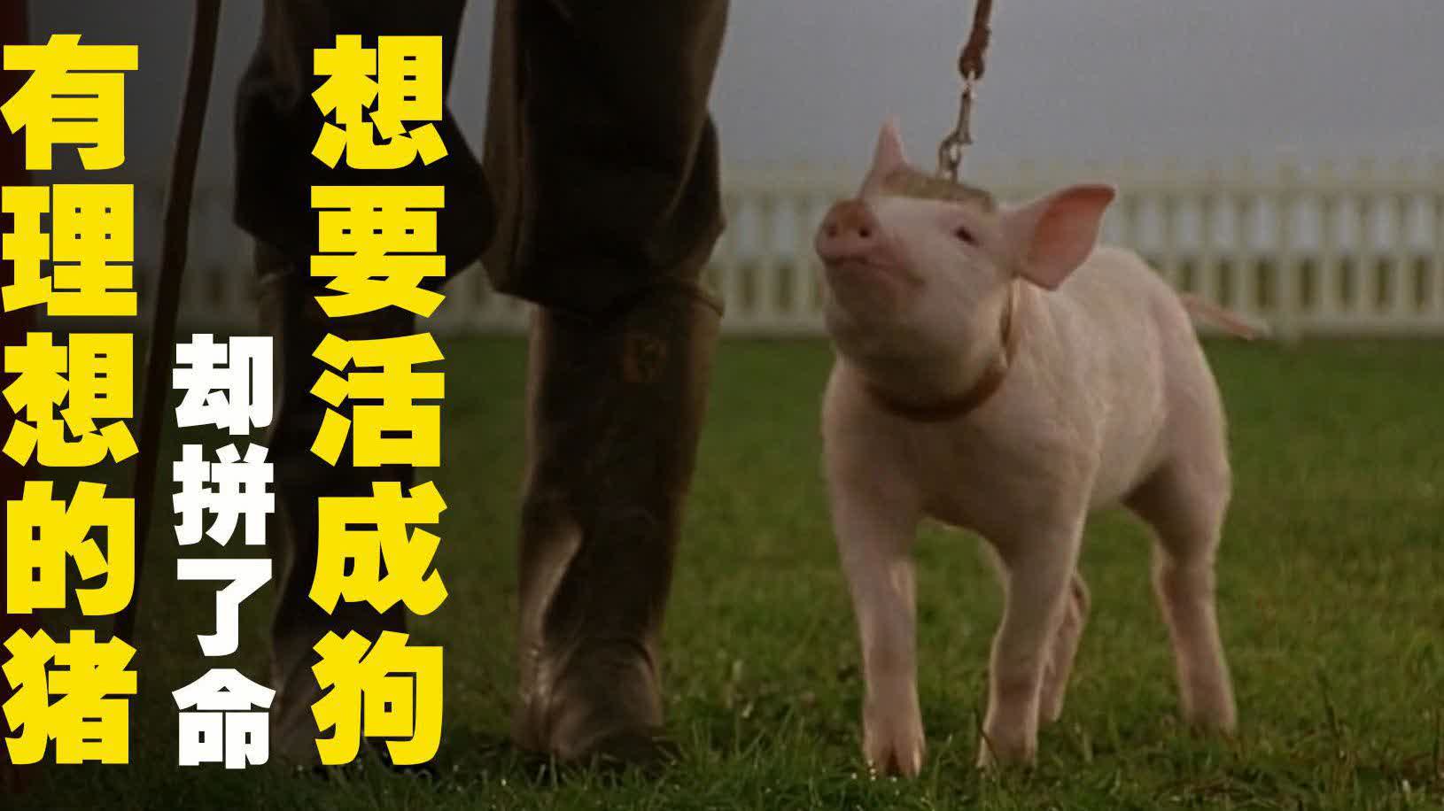 英国电影与猪的奇妙之旅英国电影日记