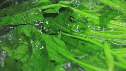 野菜之险，女子因一口野菜误入ICU的警示吃野菜视频